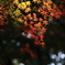 今年初の紅葉狩り1