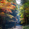 紅葉と光