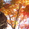 紅葉(^^♪