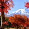 紅燃ゆる