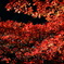 秋、紅葉