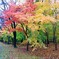西那須野 紅葉