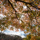 紅葉#1