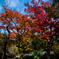 紅葉#2
