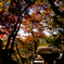 紅葉#3