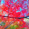 紅葉の下で