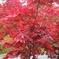 やっと紅葉？