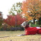 関西の平野部の紅葉はピークかも。
