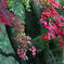 SDIM4254