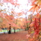 西那須野 紅葉2