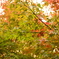 紅葉までもう少し