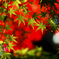 青の紅葉