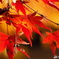 2019、秋、勝尾寺、紅葉狩り