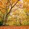 リッチモンド公園の紅葉