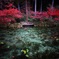 モネの池　秋