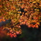 紅葉・日光の秋♪2