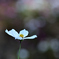 D7K_2099R