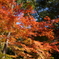 紅葉2019-1