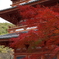 紅葉2019-3
