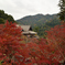 紅葉の長谷寺　本堂を眺める