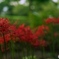DSC_3682_Fotor