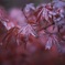 雨紅葉