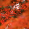 もみじの中の紅葉