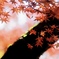 紅葉の写真