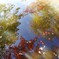 水面の紅葉