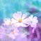秋桜