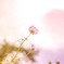 秋桜