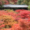 東福寺の紅葉