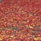 紅葉の絨毯