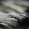 Silver grass