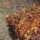 水紅葉