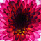 光の花