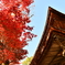 御堂と紅葉