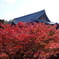 東福寺　紅葉