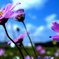 秋桜