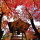常寂光寺その１