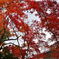 常寂光寺その３
