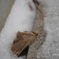 雪の中の枯葉