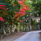 小倉神社の紅葉