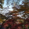 紅葉と五重塔