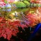 清水寺IMG_0559