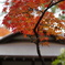 大徳寺①