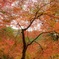 秋の香嵐渓