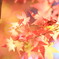 茜色の紅葉