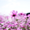 秋桜