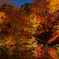 夜の紅葉